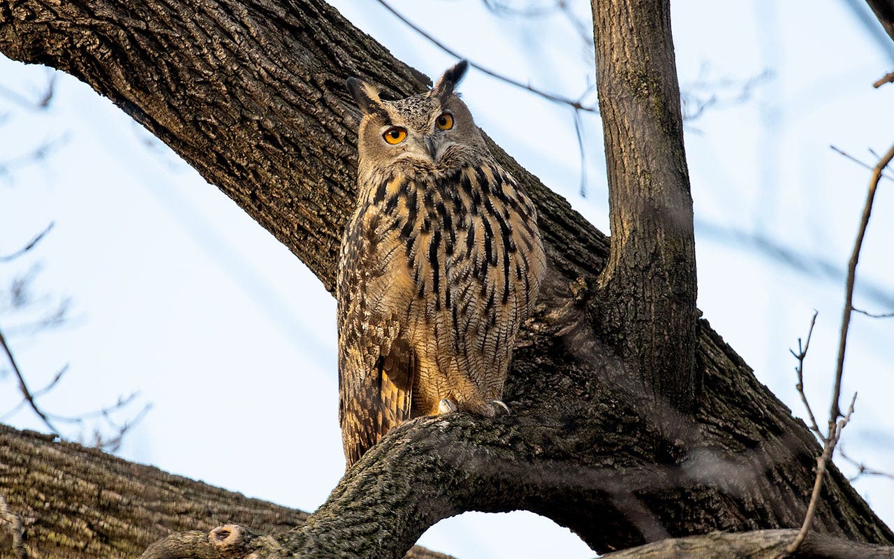 NYC's 'celebrity' owl Flaco dies in reported building collision, prompting investigation